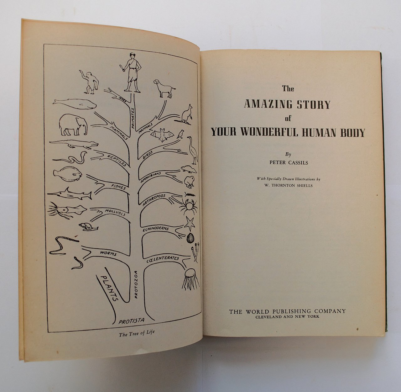 [Translate to English:] Aufgeschlagene Seite des Buches mit Titelseite, daneben kunstvolle Illustration des Baum des Lebens.