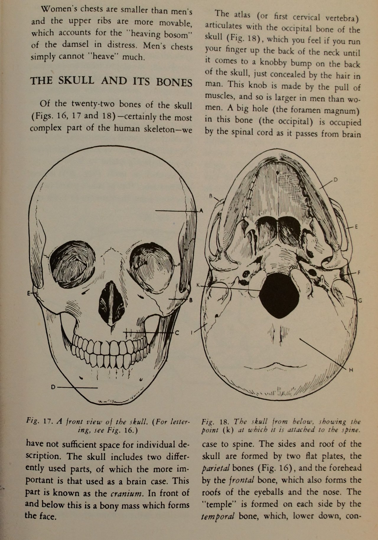 [Translate to English:] Aufgeschlagene Seite im Buch zeit die Abbildung von einem Schädel und dessen Beschriftung. Es ist eine sehr akribische Darstellung und anatomisch sehr genau.